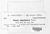 Diaporthe subordinaria image